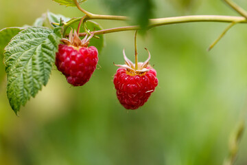 Two red raspberries hanging from a green leaf