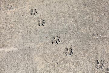 A series of paw prints are visible on a concrete sidewalk