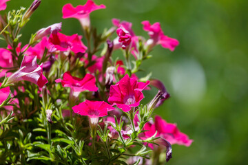 Bunch of pink flowers are in a vase