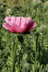 Pink poppy flower in the field close-up. Beautiful pink poppy flower in nature