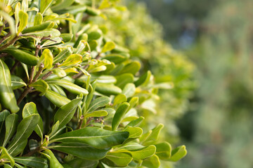 Close-up of vibrant green shrub leaves