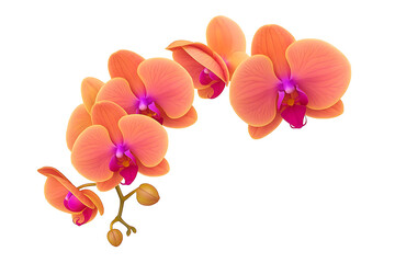 Obraz premium Red orchid flower on white background 