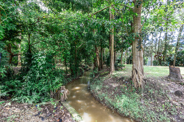 Background of green rice fields in rural Chiang Rai, northern Thailand, with banana trees planted around by farmers.