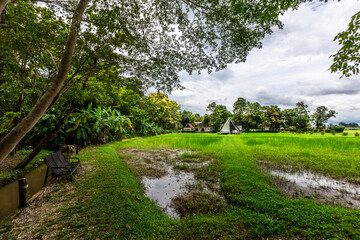 Background of green rice fields in rural Chiang Rai, northern Thailand, with banana trees planted around by farmers.