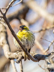 Eurasian siskin male, latin name spinus spinus, sitting on branch of tree. Cute little yellow songbird.