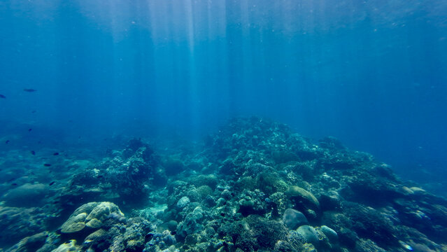 Sun rays underwater over a coral reef. View of a coral reef on the sea floor and even sun rays passing through the water.