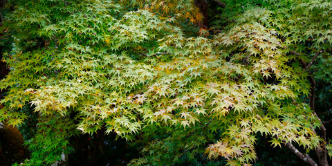 Close up of branch of maple leaves 