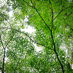 Close up of branch of maple leaves 
