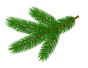 Detailed illustration of a fir branch