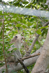 Sloth hanging from tree branches.