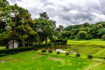 Naklejka premium Background of green rice fields in rural Chiang Rai, northern Thailand, with banana trees planted around by farmers.