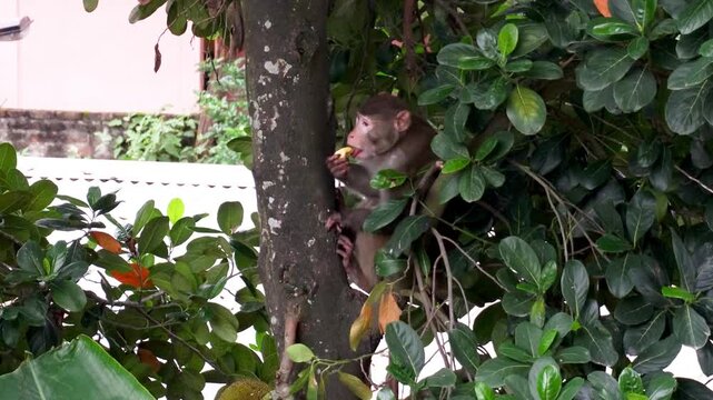 Monkey eating jackfruit in Guwahati Assam 1