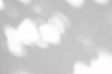 Abstract natural tree branch leaves shadow on white wall background