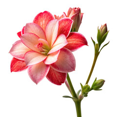 Naklejka premium Bright single red kalanchoe succulent houseplant flower isolated on a transparent background png