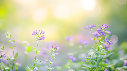 Obraz premium Light green blurry background with spring purple flowers. Spring flower background illustration.