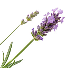 Obraz premium Fragrant purple lavender blossom from a fresh flower isolated on a transparent background png