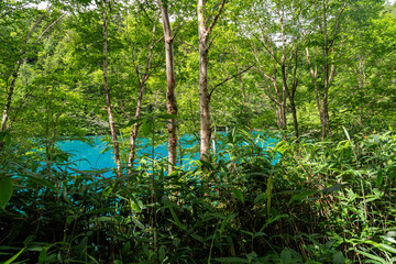 Obraz premium 青い湖面が美しい志賀高原・大沼池