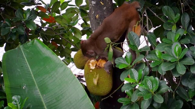 Monkey eating jackfruit in Guwahati Assam 2