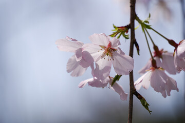 Close-up of a weeping cherry blossom