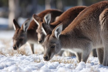 Fototapeta premium Three kangaroos grazing on snow-covered ground in a winter landscape. The animals have brown fur and large ears, showcasing their natural habitat.