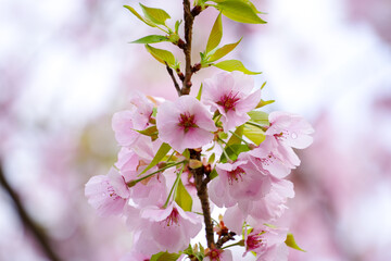 Cherry blossoms in full bloom