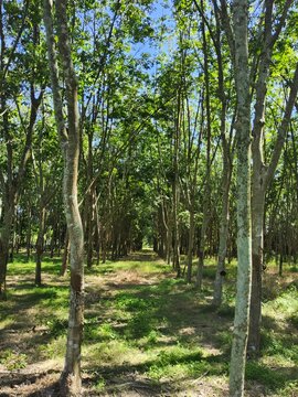 Perspective view of a rubber tree farm, an economic agriculture crop in Southeast Asia.