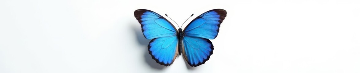 Obraz premium Stunning panoramic shot showcasing a majestic blue butterfly on white , high resolution, isolated, butterfly