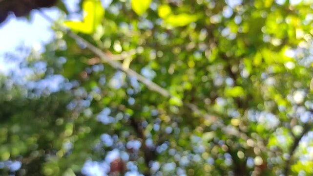 Abstract blurred background video of green leaves and sunlight bokeh, perfect for designs, wallpapers, presentations, website banners, or creative projects. This soft-focus nature photo is ideal for b