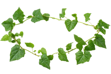 Green vine with heart shaped leaves forming a wreath isolated on transparent background. Green leaves frame isolated on white background.