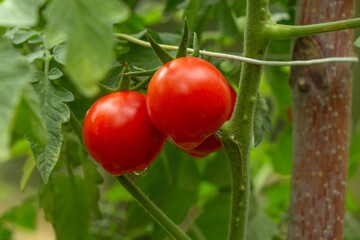 Red, ripe, organic cherry tomatoes hanging on a vibrant green vine in a garden.