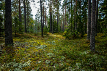Fototapeta premium Magical fairytale forest in autumn. Forest therapy and stress relief.