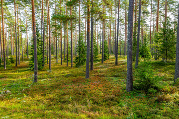Magical fairytale forest in autumn. Forest therapy and stress relief.