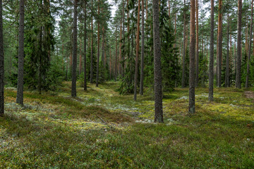 Obraz premium Magical fairytale forest in autumn. Forest therapy and stress relief.