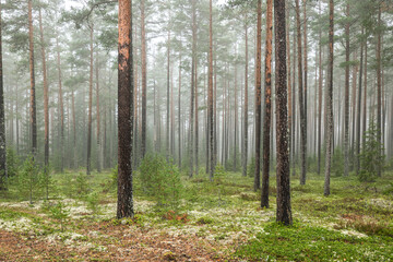 Obraz premium Magical fairytale forest in autumn. Forest therapy and stress relief.