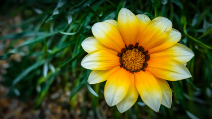 Gazania Flower Bloom Sunburst Of Colour and The Dark Green Foliage