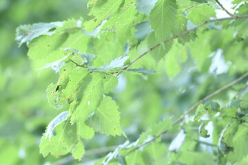葉っぱの裏側で休んでいるゲンジボタル