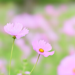 パステル調の優しい色合いのピンク色のコスモスの花