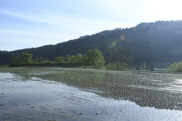 田植えされた稲と山の風景