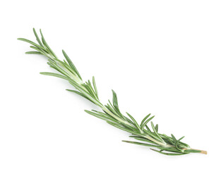 Twig of fresh rosemary isolated on white background, closeup