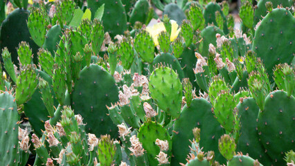 Large group of vibrant green prickly pear cactus pads with dried flower buds.