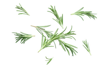 Flying fresh green rosemary isolated on white background, closeup