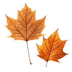 Two autumn leaves isolated on transparent background