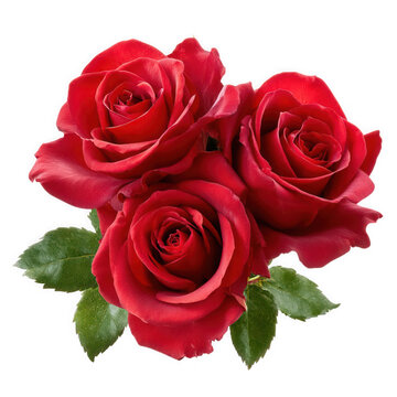 Three perfect red roses with green leaves isolated on transparent background