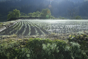 田んぼに朝日が差し込む風景