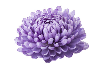 Close up of a vibrant purple chrysanthemum flower isolated on transparent background. Purple flower isolated on white background.