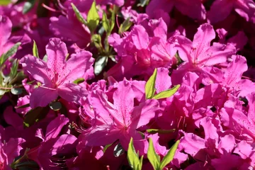 Fotobehang Azalea azalea flowers in a garden  © Mt. Cape