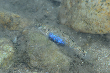 婚姻色になるヨシノボリのメス