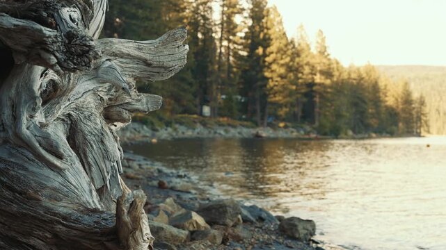 Old gnarled tree on the lake shore with forest background and sunset light