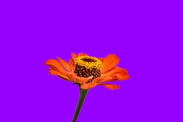  Orange Zinnie - Zinnia elegans - violetter Hintergrund