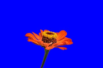  Orange Zinnie - Zinnia elegans - blauer Hintergrund